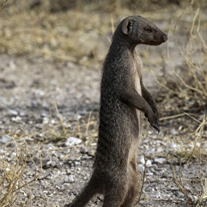 Common Dwarf Mongoose - standing on hind legs