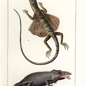 Common flying dragon and two-horned chameleon