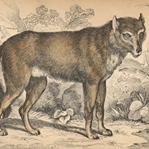 Common grey wolf, Canis lupus