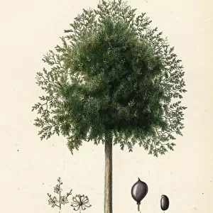 Copaiba tree, Copaifera officinalis