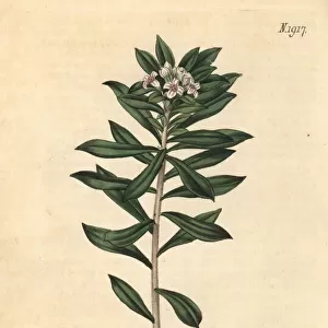 Cretan daphne, Daphne oleoides