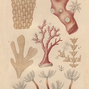 Different types of corals and seaweeds