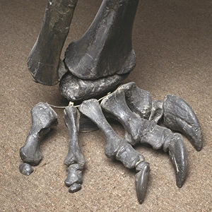 Diplodocus foot