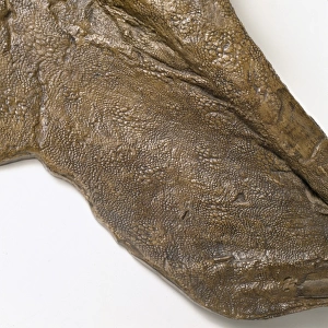 Edmontosaurus skin