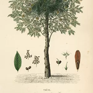 European ash tree, Fraxinus excelsior