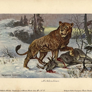 European cave lion, Panthera leo spenaea, extinct