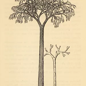 Extinct scale tree, Lepidodendron of the Carboniferous era