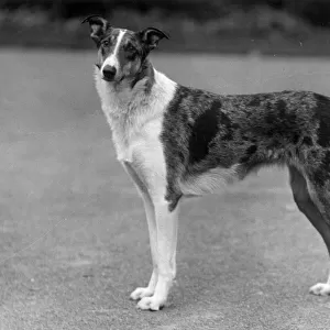 FALL / SMOOTH COLLIE / 1936
