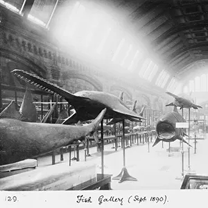 Fish Gallery, September 1890