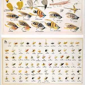 Flies Date: 1887