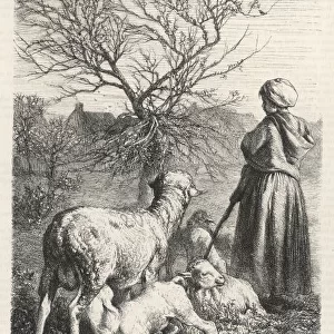 French Shepherdess