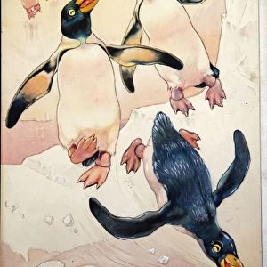 George Ernest Studdy, baby penguins on ice