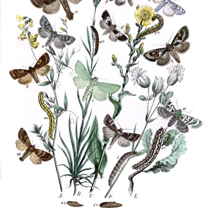 Illustration, Orthosiidae -- Hadenidae