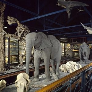 Large mammal exhibition at The Natural History Museum at Tri