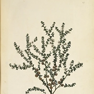 Leptospermum squarrosum, pink tea tree