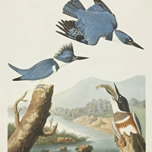 Megaceryle alcyon, belted kingfisher