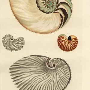 Nautilus, Nautilus pompilius, and greater