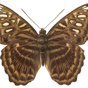 Parthenos sylvia thesaurus, clipper butterfly