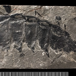 Partial fossil remains of the giant millepede, Arthropleura