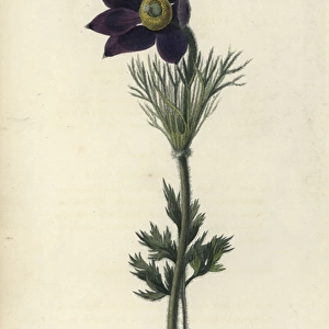 Pasque flower, Pulsatilla vulgaris