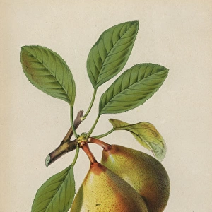 Pear cultivar, Beurre Giffard, Pyrus communis