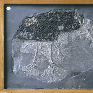 Pentacrinites fossilis, crinoid