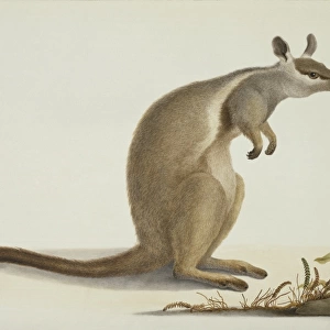 Petrogale inornata, rock wallaby