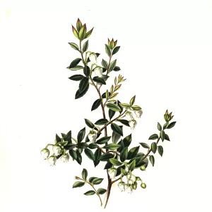 Prickly heath, Gaultheria mucronata