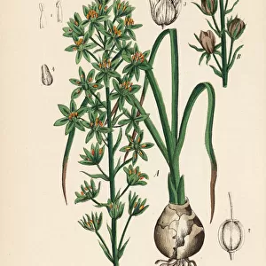 Prussian asparagus or wild asparagus, Ornithogalum