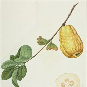 Psidium, guava