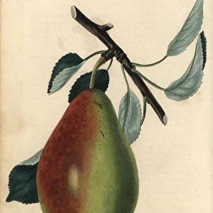 Ripe fruit and leaves of the Bon Louis Pear, Pyrus communis