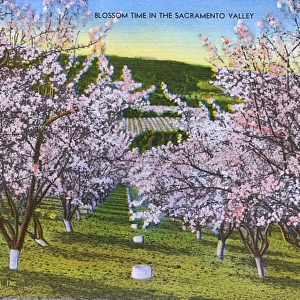 Sacramento, California, USA - Blossom time in the Valley