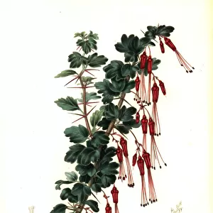 Showy gooseberry or fuchsia-flowered gooseberry