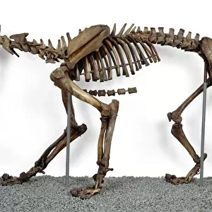 Smilodon fatalis, sabre-toothed cat