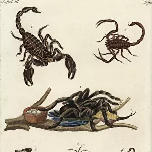 Spiders and scorpions