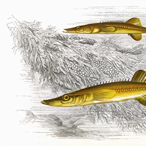 Spinachia spinachia, or Fifteen-Spined Stickleback