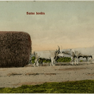 Transporting Hay by ox cart in Hungary