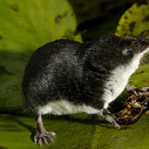 Water shrew, adult, on alert while devouring a