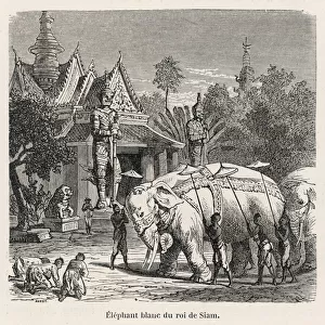 White Elephant Siam 19C