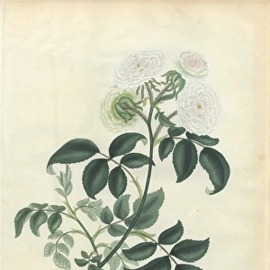 White rose, Rosa glabra