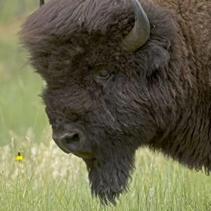 American Bison - male in rut - Wyoming - USA