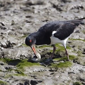 Australian Pied Oystercatcher Probing a shellfish on the Cairns foreshore, Queensland, Australia