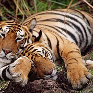 Bengal / Indian Tigers