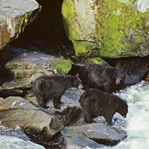 Black Bears - fishing for salmon along West Coast salmon stream. MA195