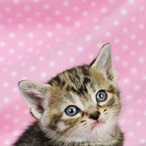 Cat. Kitten (6 weeks old) on pink background