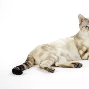 CAT. Snow Marble blue-eyed Bengal