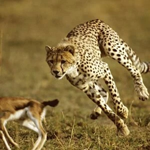 Cheetah - chasing baby Thomson's gazelle, Masai Mara National Reserve, Kenya JFL03297