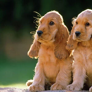 Cocker Spaniel Dogs - puppies