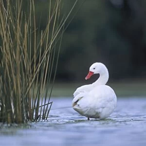 Coscoroba Swan - standing in water at the breeding site - Sep - Argentine Pampa - Argentina