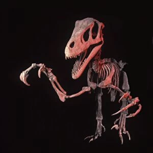 Dinosaurs - Theropods - Dromaeosaurs - Utahraptor Utahraptor was a large raptor (predatory dinosaur). From the Cedar Mountain Formation of Grand County, Utah
